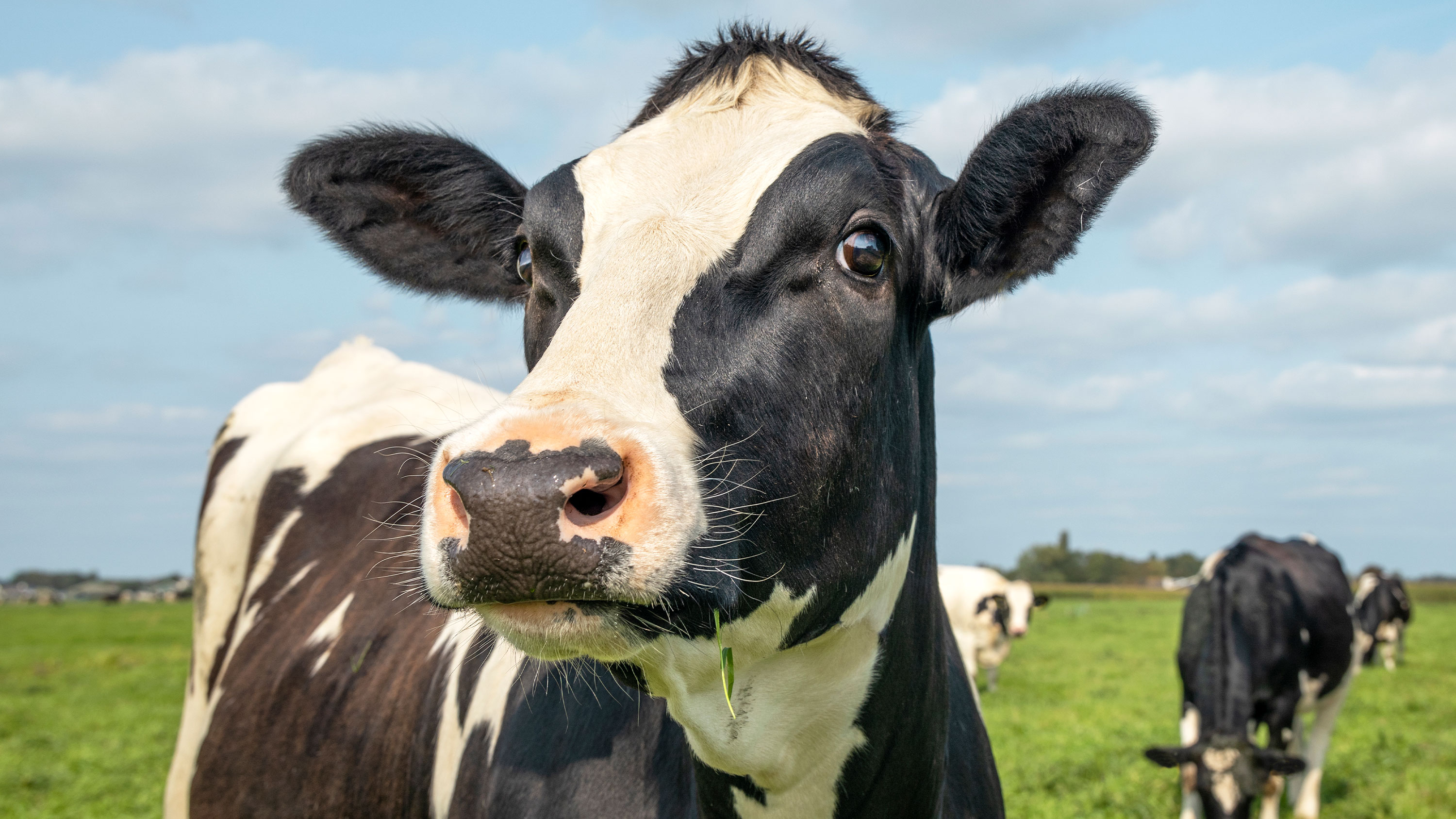 A cow standing in a pasture.