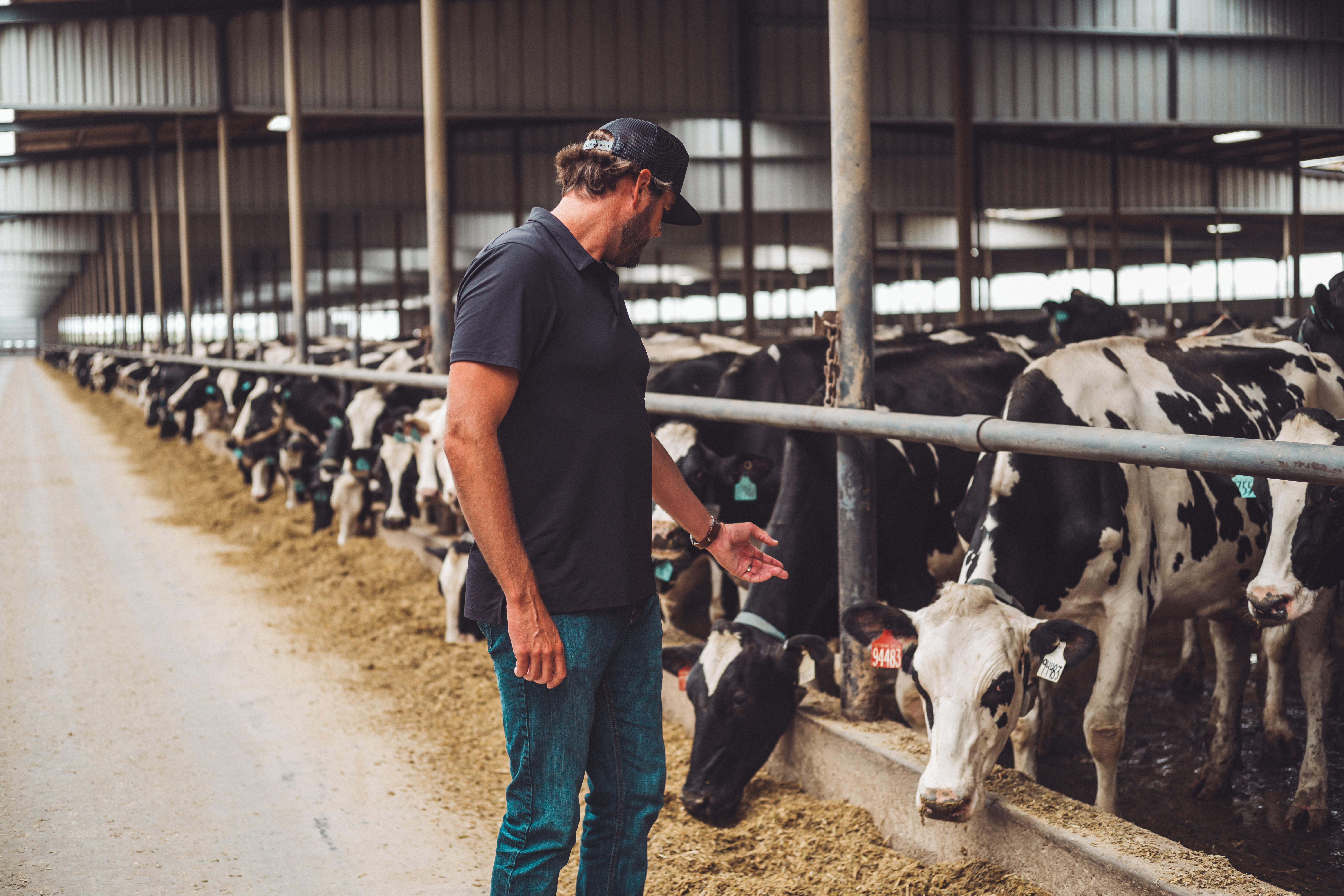Dairy farmer checking cows in feed lane